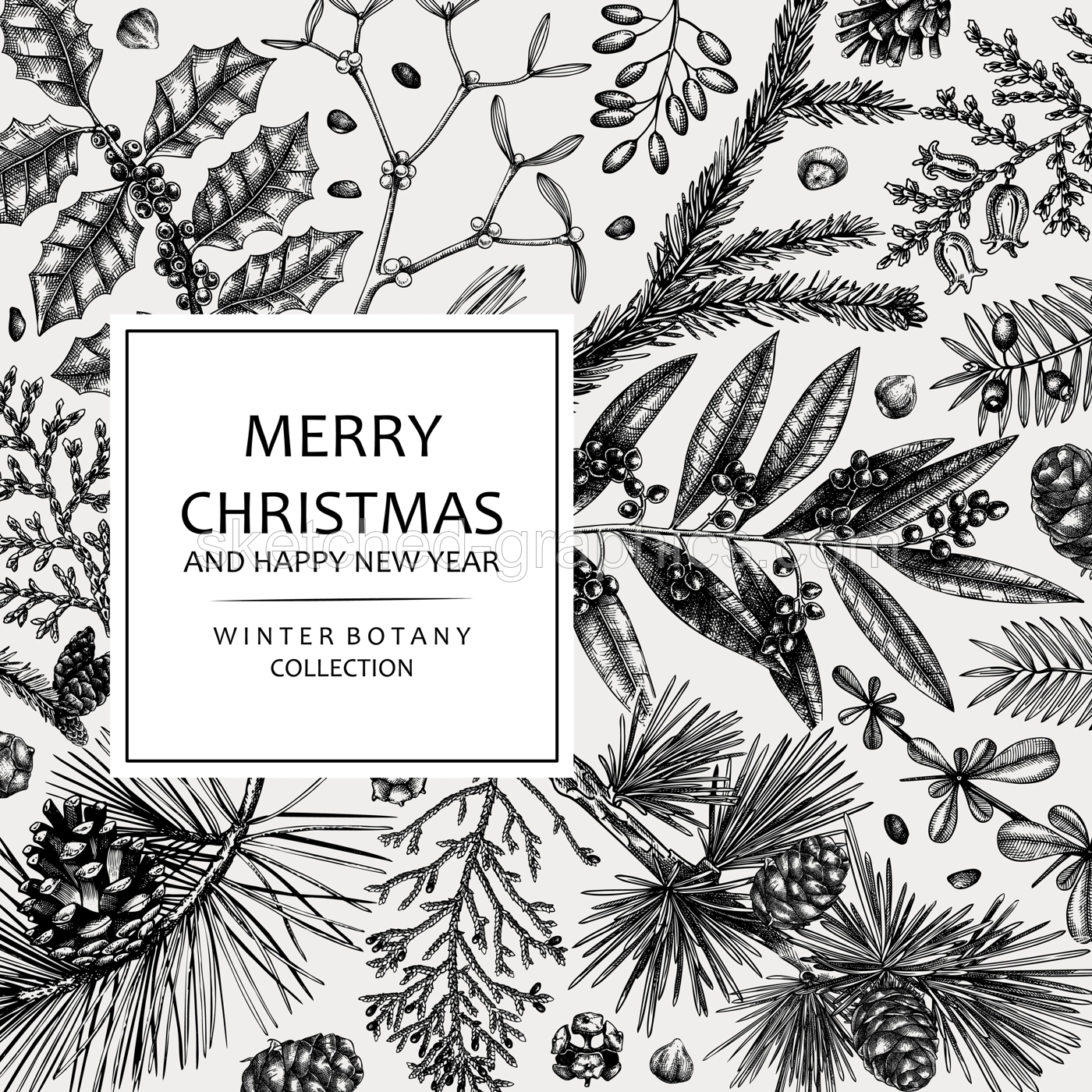 Merry Christmas card. Square frame with evergreen plants, conifers, and nuts drawing. Winter design with hand-drawn botanical illustrations. Christmas background, New Year invitation template Illustration